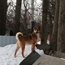 Красивая собачка ищет дом ее бросили около магазина, в Москве