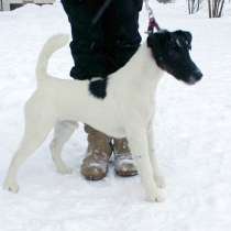 Фокстерьер гладкошерстный, кобель, в Москве