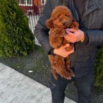 Toy poodle / miniature, в г.Стамбул