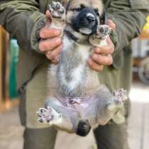 Пупсы щенятки в добрые руки, в Москве