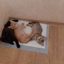 Котята в добрые руки, в Таганроге