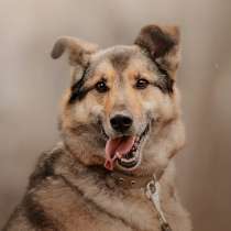 Дружелюбный Денвер ищет семью, в Москве