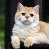 Продается котенок мальчик золотая шиншилла, в Москве