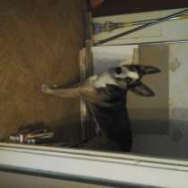 Отдаем в хорошие руки, в Санкт-Петербурге