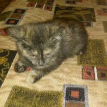 Котята, в Москве