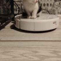Отдам кошечку, в Уссурийске