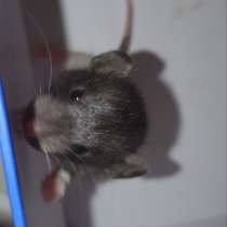 Крыса дамбо, в Екатеринбурге