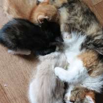 Подарю котят в добрые руки, в Нижнекамске