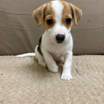 Щенки породы джек рассел терьер, в Брянске