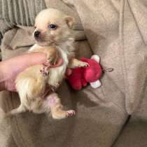 Щенки чихуахуа, в Москве