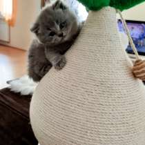 Британские котята, в г.Нюрнберг