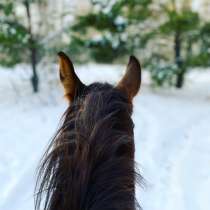Прогулки на лошадях, в Новосибирске