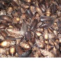 Мраморные, кормовые тараканы, в Ставрополе