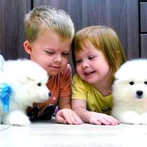 Белоснежные "мишки" самоедики, в Москве