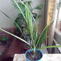 Бесплатно финиковая пальма 1,5 года, в Долгопрудном