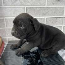 Кане Корсо, в г.Кутаиси