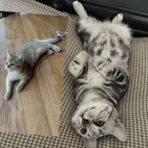 Продажа котят, в Рязани