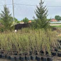 Кизильник блестящий с зкс, в Еманжелинске