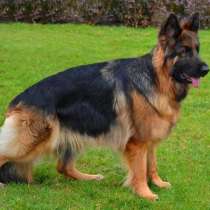 Немецкая овчарка кобель, в Соликамске