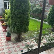 Туи, в Владикавказе