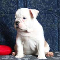 Английский бульдог щенок, в Москве
