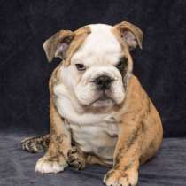 Английский бульдог щенок продается, в Москве