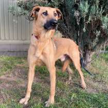 Баскет ищет дом, в Москве