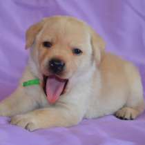 Щенки лабрадора ретривера для души, охоты и выставок., в Санкт-Петербурге