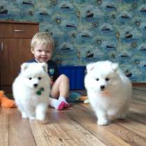 Белоснежные "мишки" самоедики, в Москве