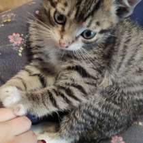 Котёнок в добрые руки бесплатно 1,5 месяца, в Подольске