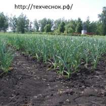 Выращивание чеснока, в Казани