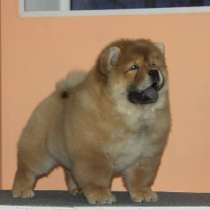 продаётся щенок чау-чау, в Москве