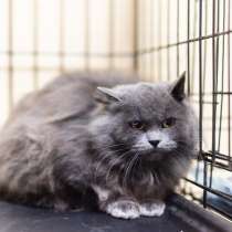Пушистая красавица Артемида в добрые руки, в Москве