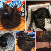 Ночка котенок, в Санкт-Петербурге