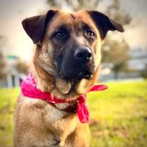 Ищет дом замечательная собака Джина, в Москве