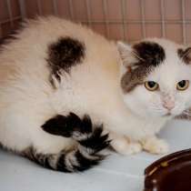 Ищет Дом, в Вологде