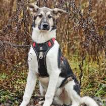 Меня зовут Том и я ищу семью, где буду любим и счастлив, в Москве