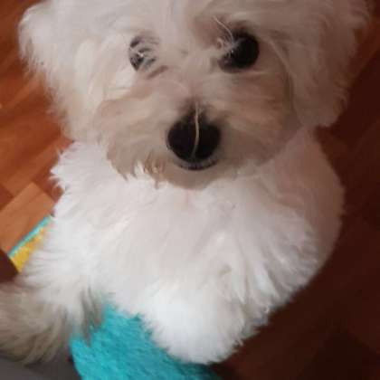 фризе нова. бишон фризе. фризе нова. бишон фризе new year. бишон фризе рыжий.