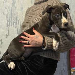 Голубая девочка Амстаффтерьера, в Москве