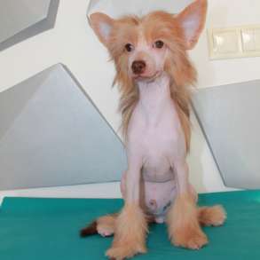 Китайская хохлатая собака щенок, в Москве