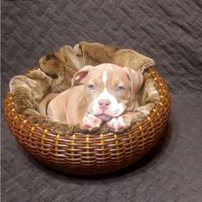 Щенки Американский Булли тип покет, в Новосибирске