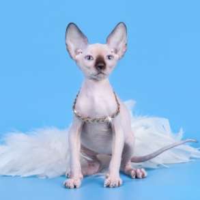 Грация- Эльф, бамбино, Двэльф, сфинкс, разноглазые, в Пензе