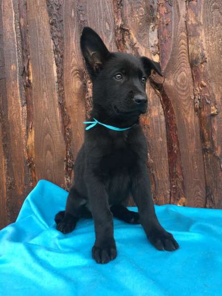 Щенки немецкой овчарки в фото 9