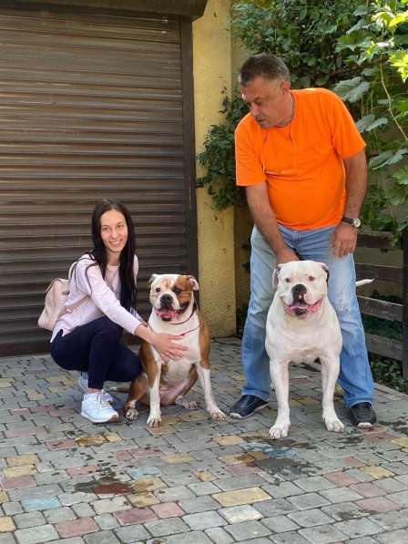 Продам щенка щенков Американского Бульдога FCI в фото 7