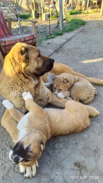 Продаются щенки алабая в фото 9