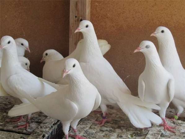 Продам голубей порода Ростовские Статные в фото 3