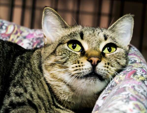 Робкая Телла мечтает о любящем сердце