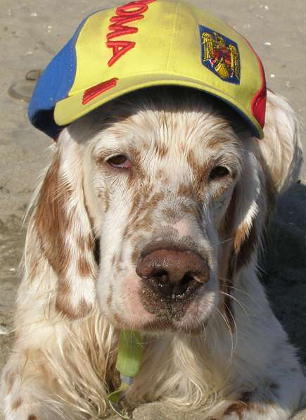 Английский сеттер щенки из элитного питомника в Москве фото 118