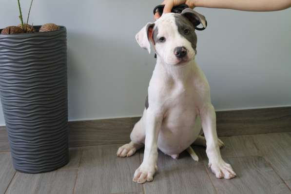 Крутые щенки амстаффа от чемпиона в