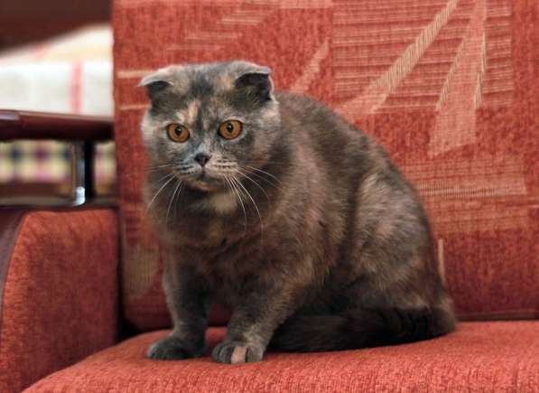 Фиона-вислоушка. Кошка в добрые руки в Калуге фото 8